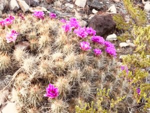 Cactus on A Mountain