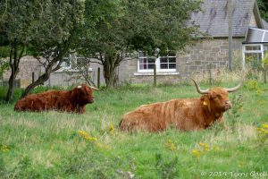 Highland Cows 2