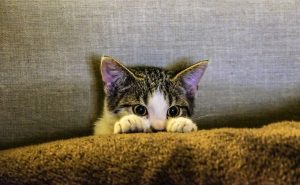 Image result for scaredy cat