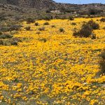 fields of poppies